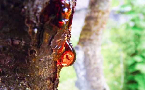 Close-up of a tree that has a liquid that is a pine resin.